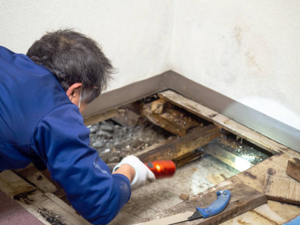 Office Mold Removal Services in Point Venture, TX