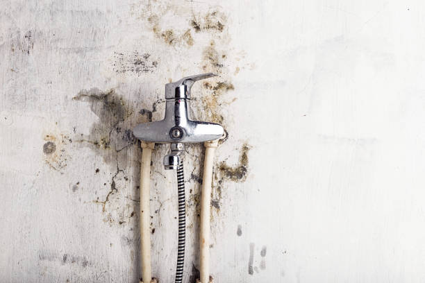 Best Mold Remediation  in Point Venture, TX