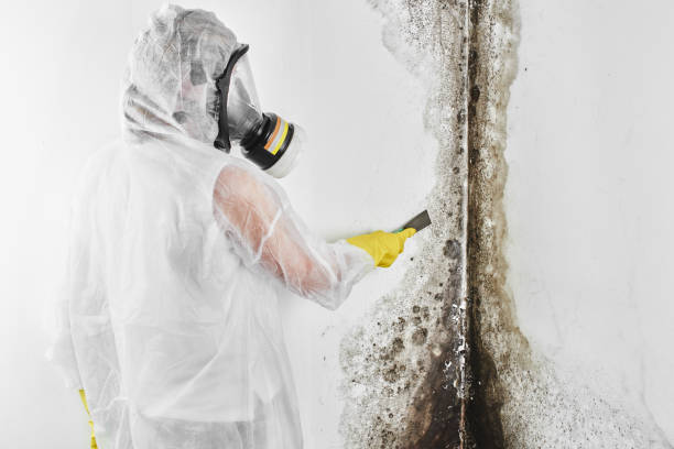 Best Mold Removal Process  in Point Venture, TX
