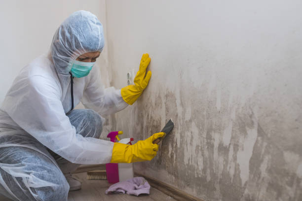 Best Commercial Mold Removal  in Point Venture, TX