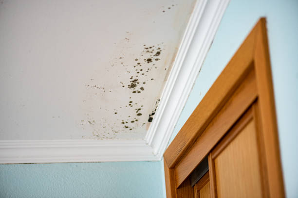 Best Mold Damage Repair  in Point Venture, TX