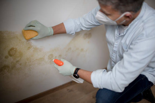 Best Best Mold Removal Companies  in Point Venture, TX