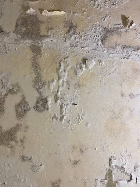 Best Office Mold Removal Services  in Point Venture, TX