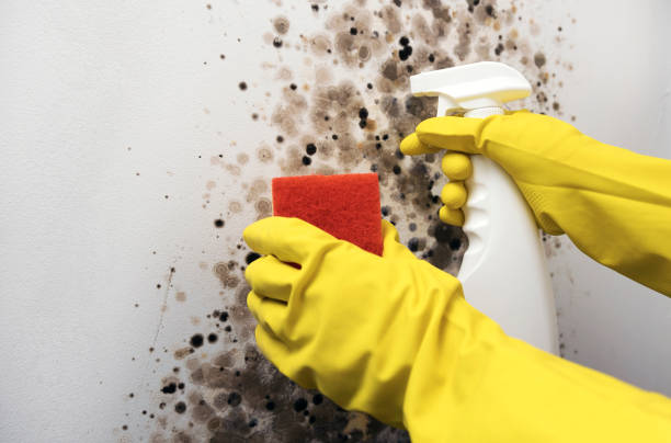 Best Black Mold Removal  in Point Venture, TX