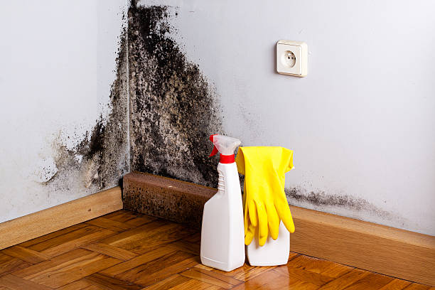 Best Mold Testing  in Point Venture, TX