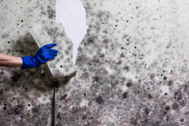 Best Mold Damage Repair  in Point Venture, TX