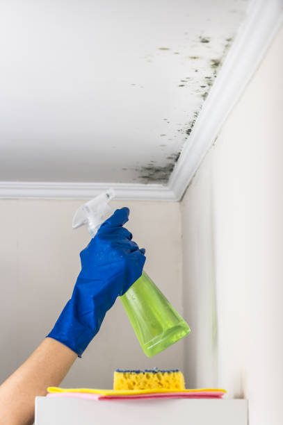 Best Toxic Mold Removal  in Point Venture, TX